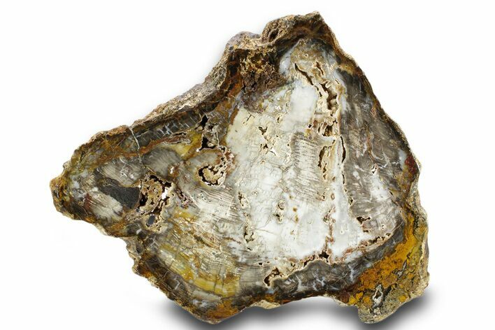Colorful Hubbard Basin Petrified Wood Slab - Nevada #382198